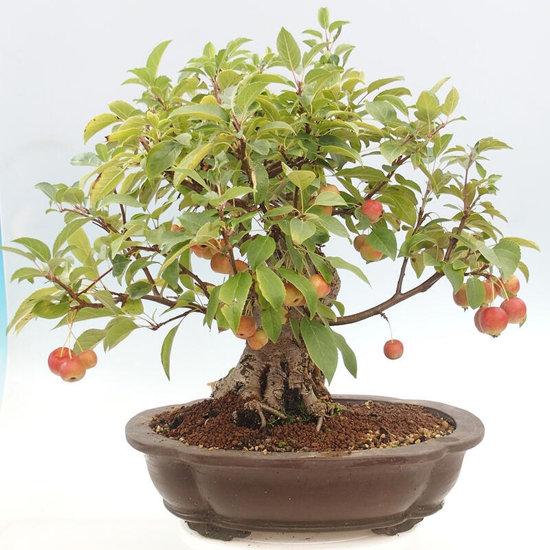 Venkovní bonsai -Malus halliana - Maloplodá jabloň