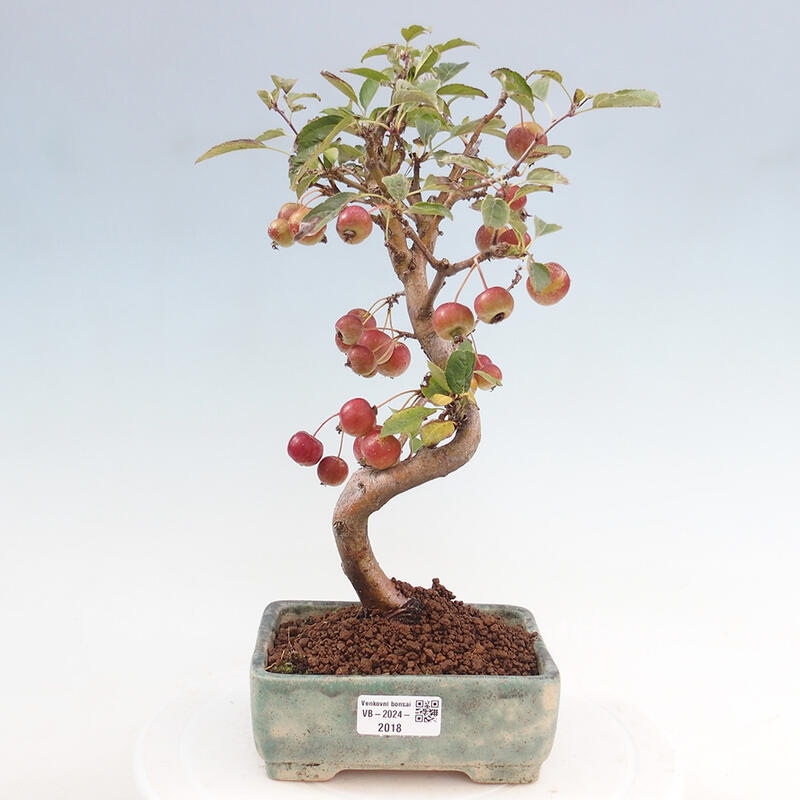 Venkovní bonsai -Malus halliana - Maloplodá jabloň