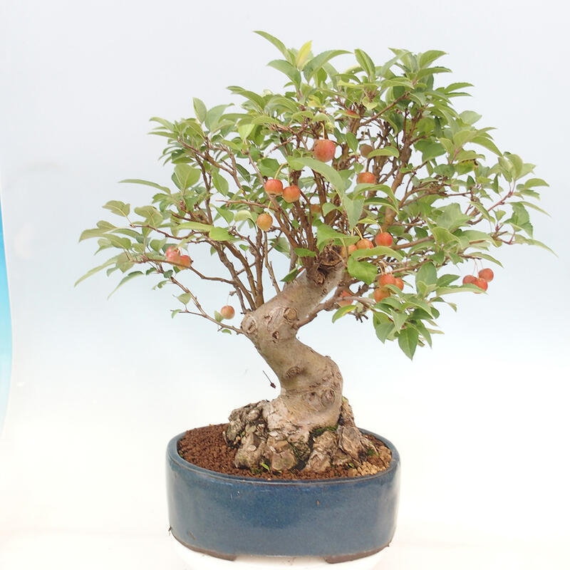 Venkovní bonsai -Malus halliana - Maloplodá jabloň