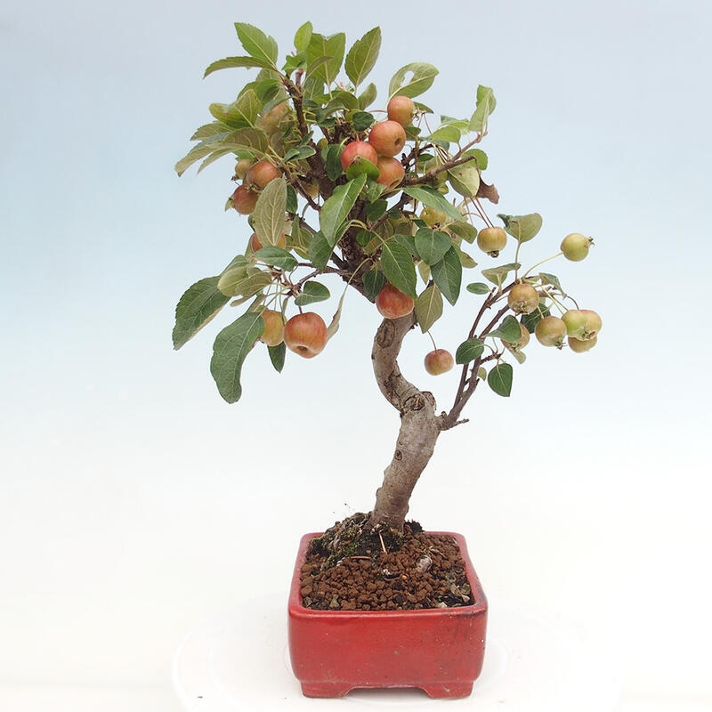 Venkovní bonsai -Malus halliana - Maloplodá jabloň
