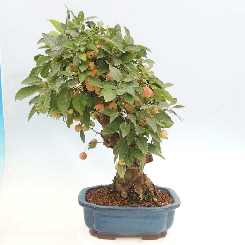 Venkovní bonsai -Malus halliana - Maloplodá jabloň
