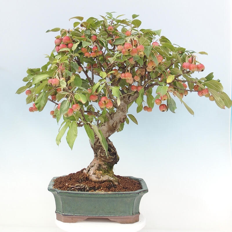 Venkovní bonsai -Malus halliana - Maloplodá jabloň