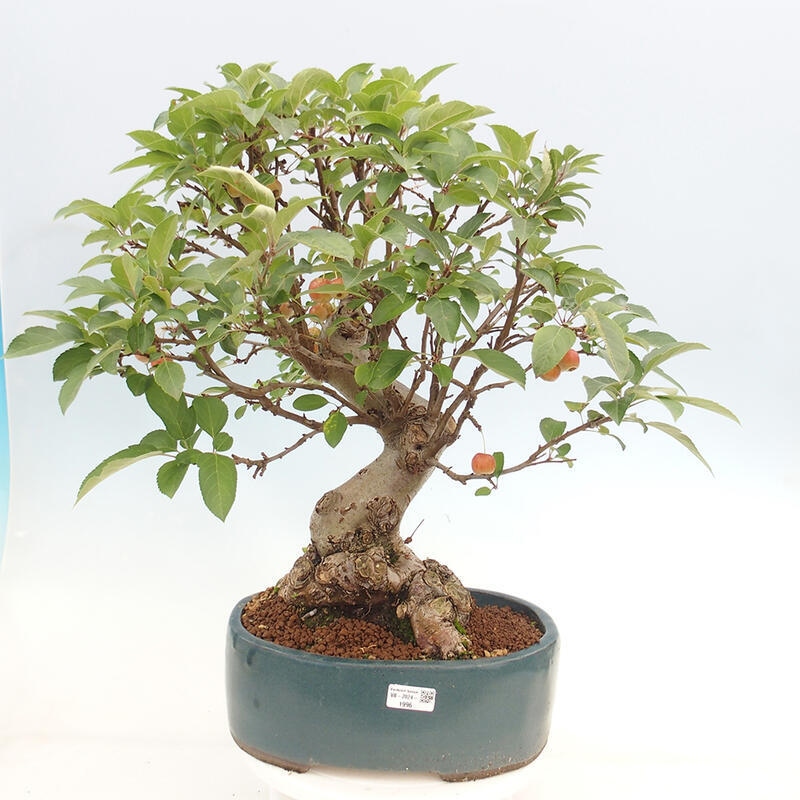 Venkovní bonsai -Malus halliana - Maloplodá jabloň