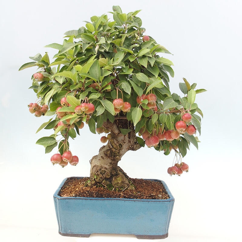 Venkovní bonsai -Malus halliana - Maloplodá jabloň