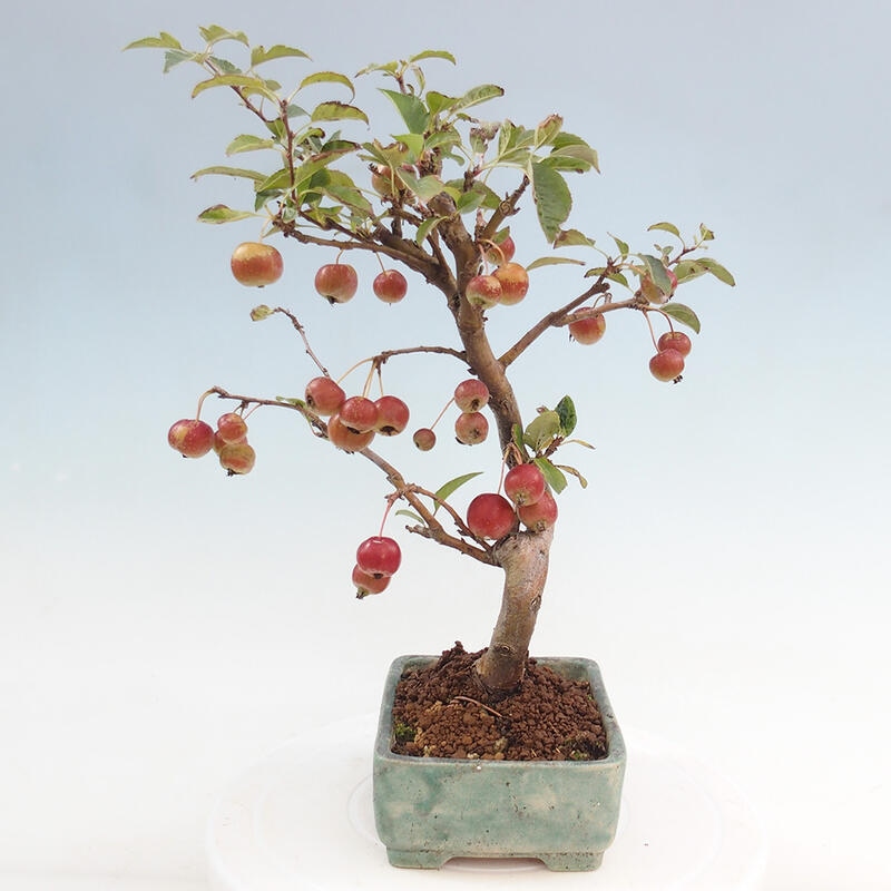 Venkovní bonsai -Malus halliana - Maloplodá jabloň