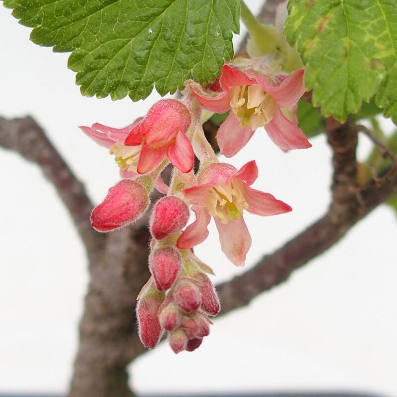 Venkovní bonsai - Meruzalka krvavá - Ribes sanguneum