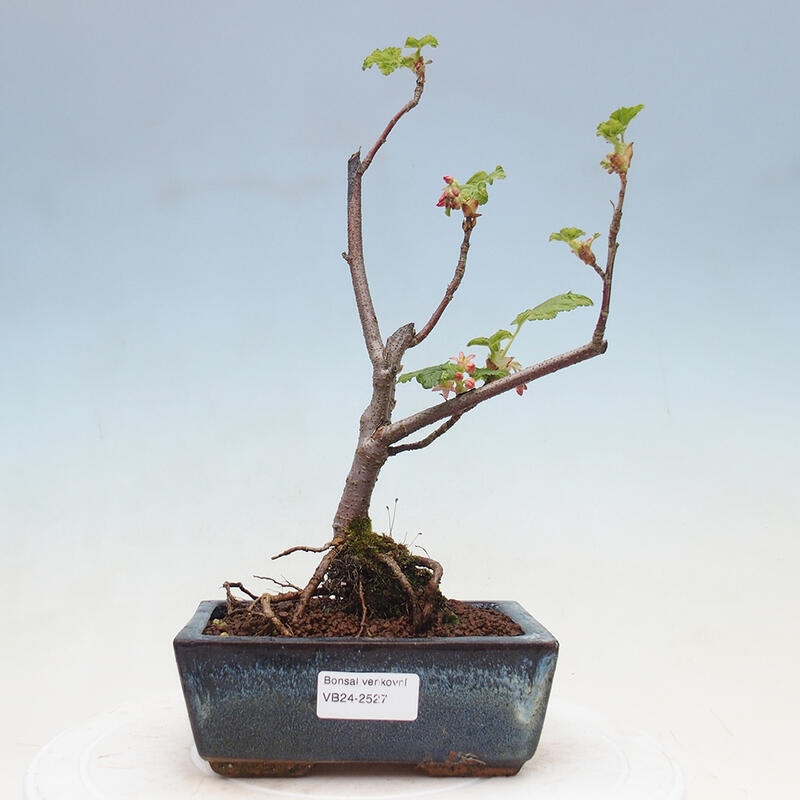 Venkovní bonsai - Meruzalka krvavá - Ribes sanguneum