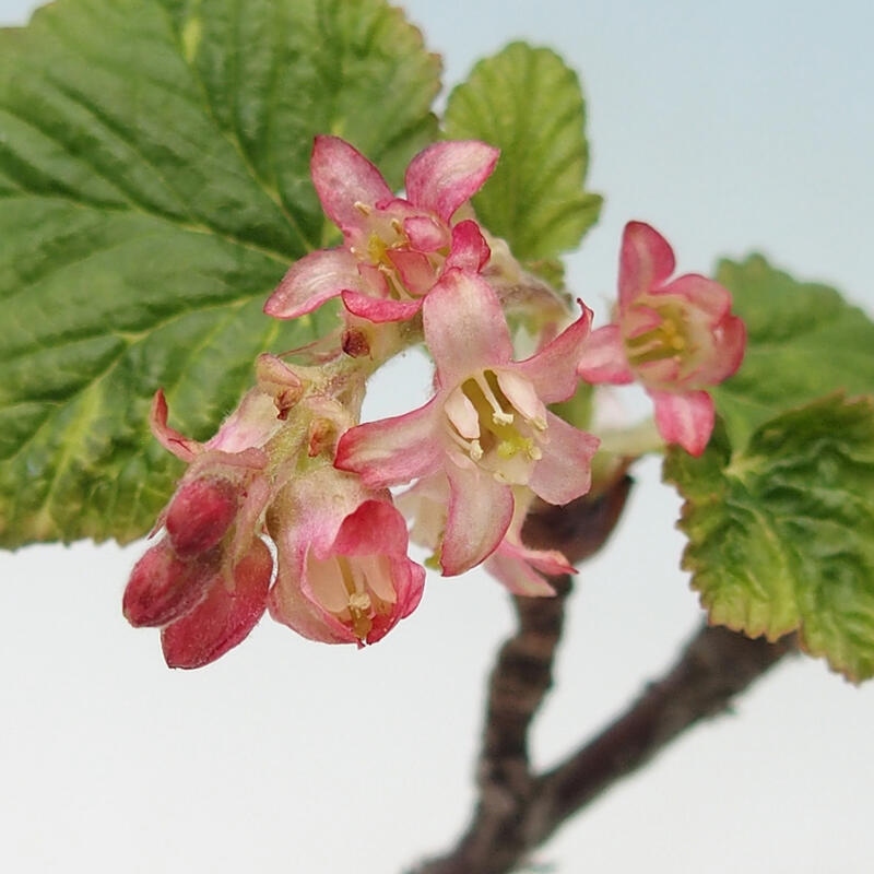 Venkovní bonsai - Meruzalka krvavá - Ribes sanguneum