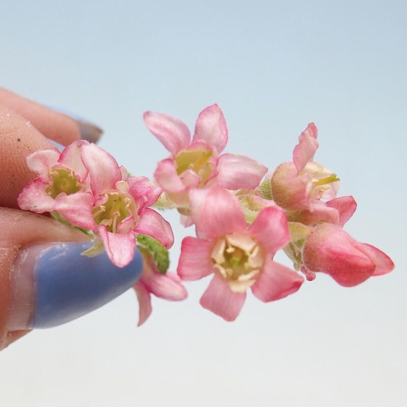 Venkovní bonsai - Meruzalka krvavá - Ribes sanguneum