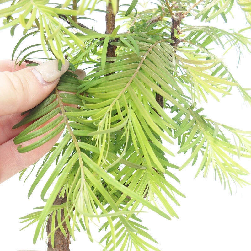 Venkovní bonsai - Metasequoia glyptostroboides - Metasekvoje čínská