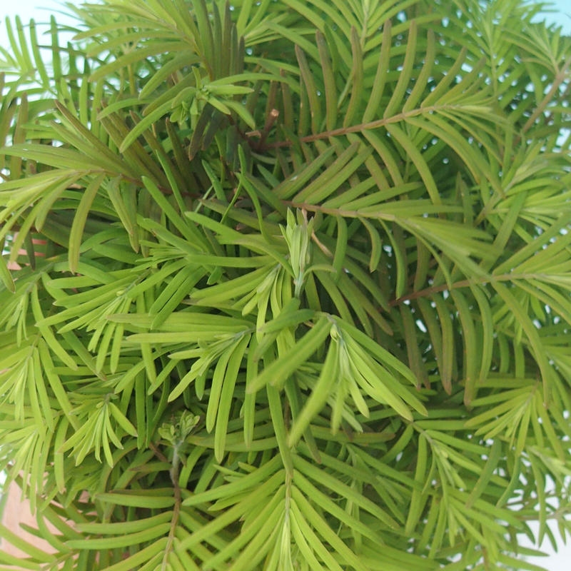 Venkovní bonsai - Metasequoia glyptostroboides - Metasekvoje čínská
