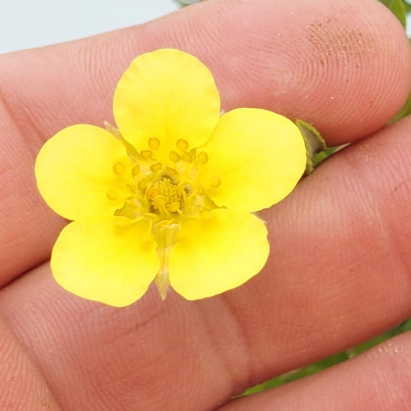 Venkovní bonsai-Mochna křovitá - potentila fruticosa yellow Bird