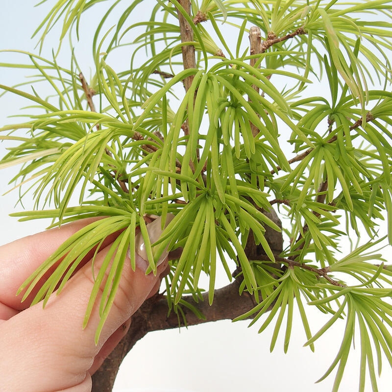 Venkovní bonsai - Pamodřín - Pseudolarix amabis