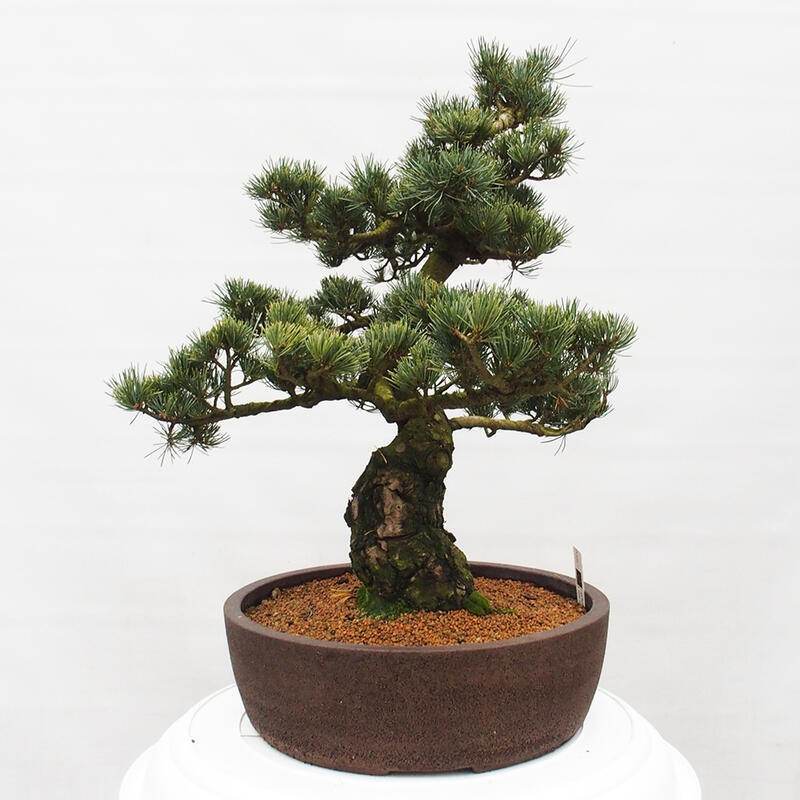 Venkovní bonsai - Pinus parviflora - Borovice drobnokvětá