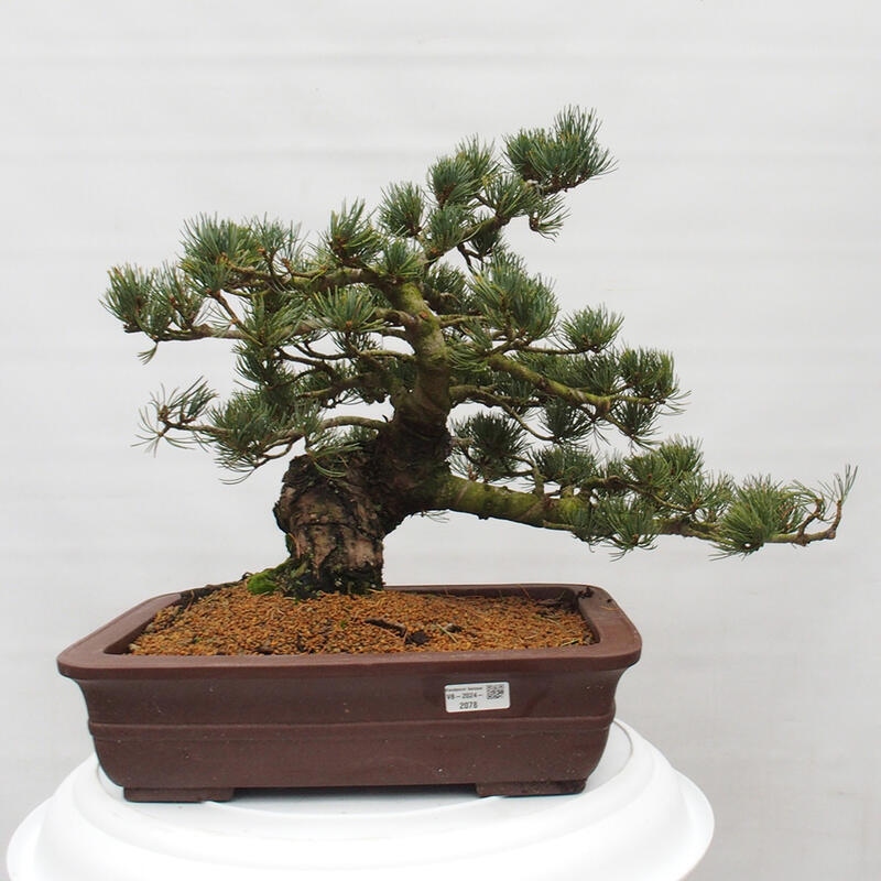 Venkovní bonsai - Pinus parviflora - Borovice drobnokvětá