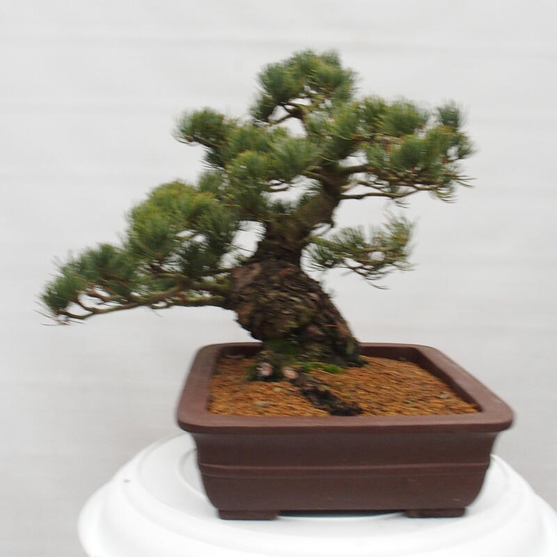 Venkovní bonsai - Pinus parviflora - Borovice drobnokvětá