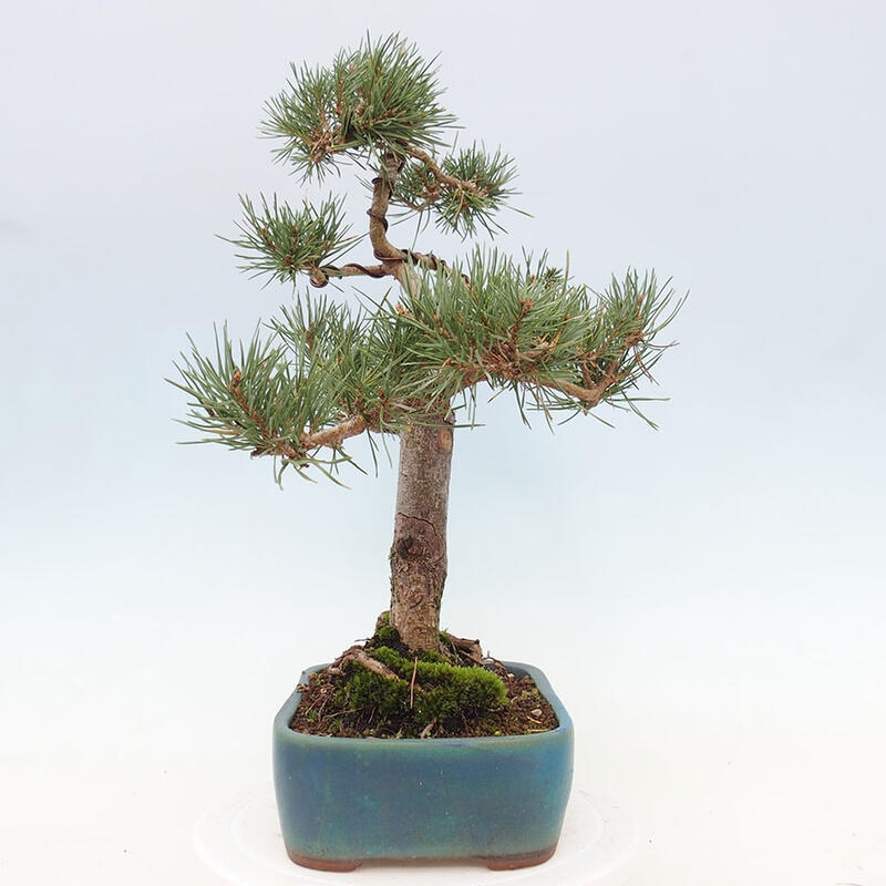 Venkovní bonsai - Pinus Sylvestris Watererri - Borovice lesní