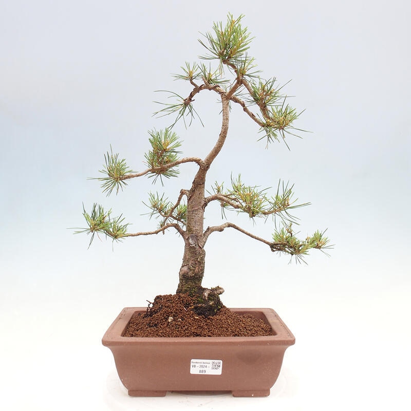 Venkovní bonsai - Pinus Sylvestris Watererri - Borovice lesní