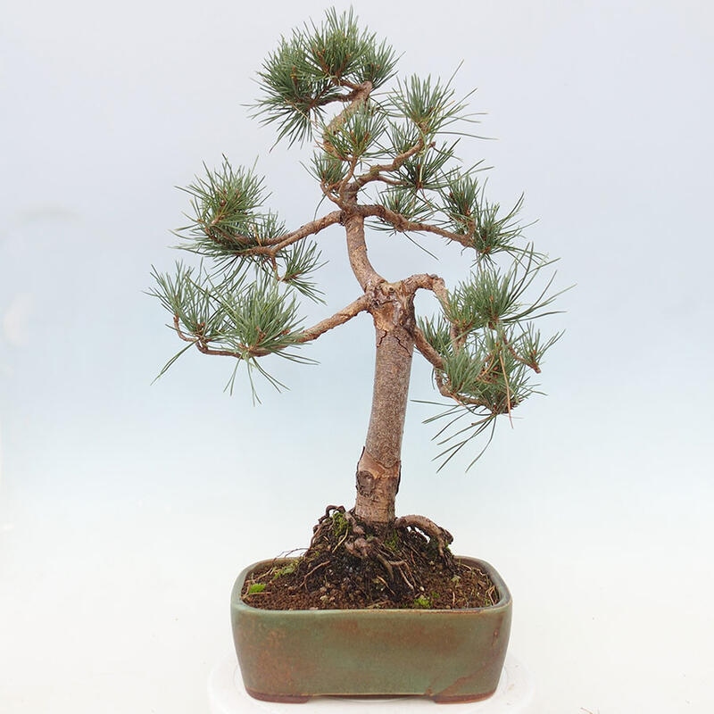 Venkovní bonsai - Pinus Sylvestris Watererri - Borovice lesní