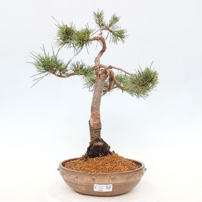 Venkovní bonsai - Pinus Sylvestris Watererri - Borovice lesní