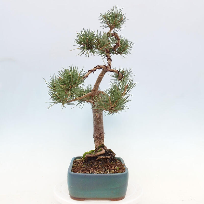 Venkovní bonsai - Pinus Sylvestris Watererri - Borovice lesní