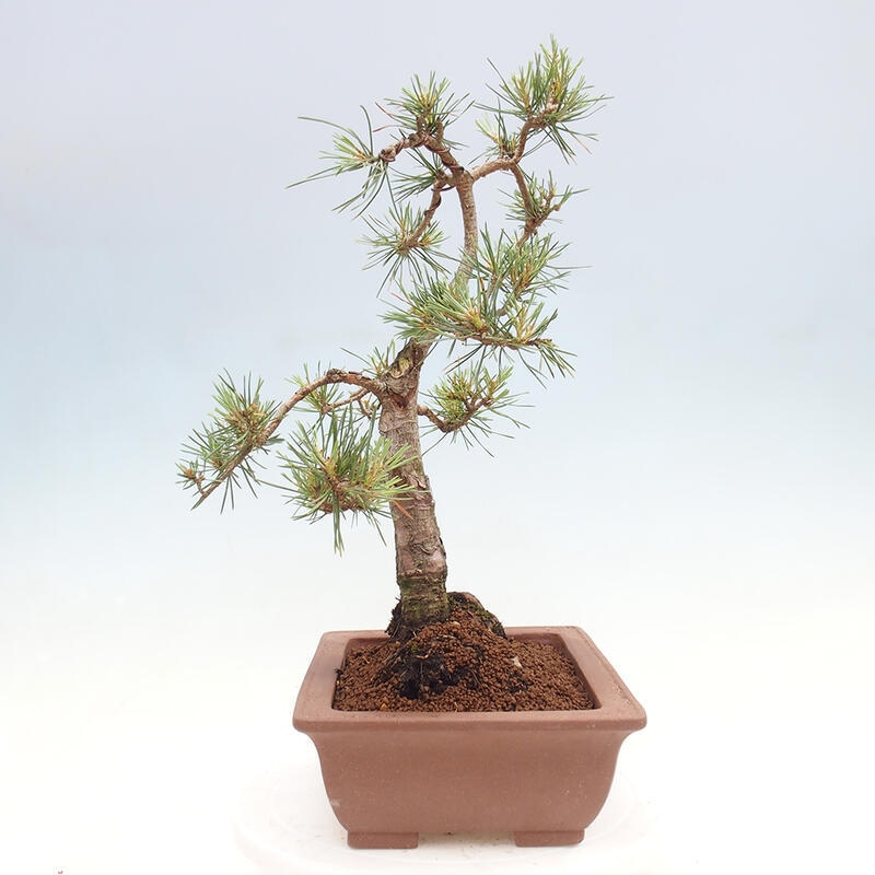 Venkovní bonsai - Pinus Sylvestris Watererri - Borovice lesní
