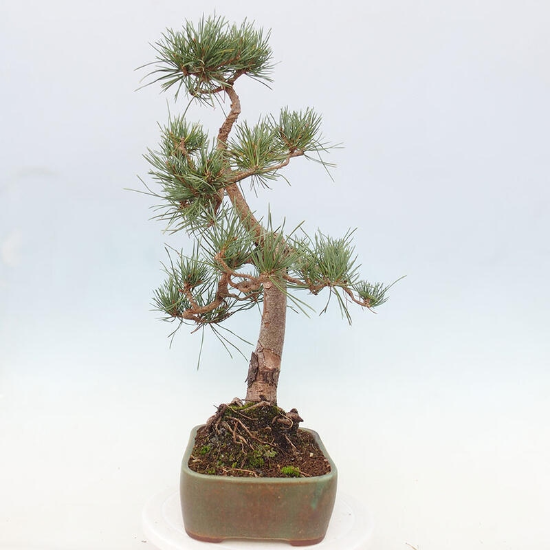 Venkovní bonsai - Pinus Sylvestris Watererri - Borovice lesní