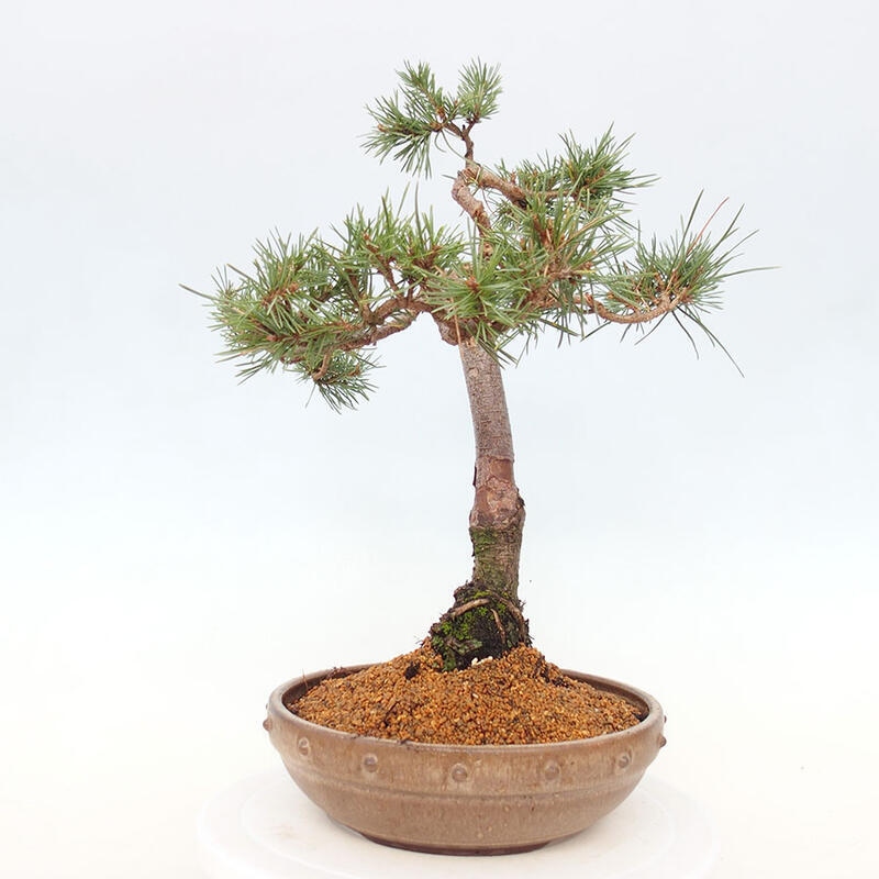Venkovní bonsai - Pinus Sylvestris Watererri - Borovice lesní