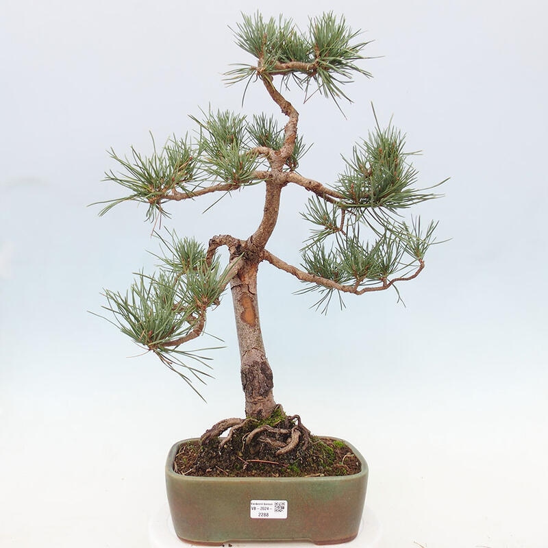 Venkovní bonsai - Pinus Sylvestris Watererri - Borovice lesní