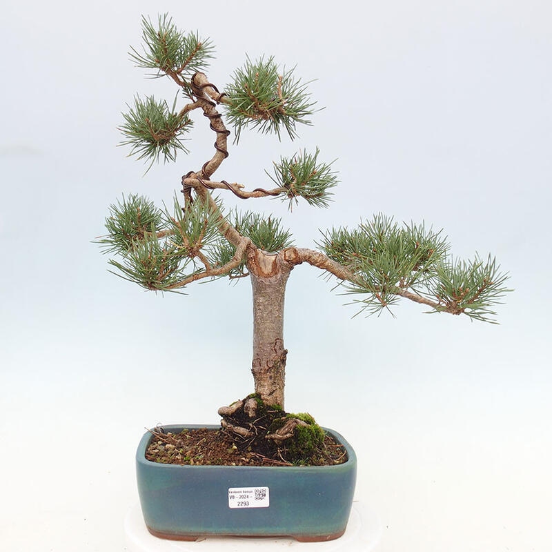 Venkovní bonsai - Pinus Sylvestris Watererri - Borovice lesní