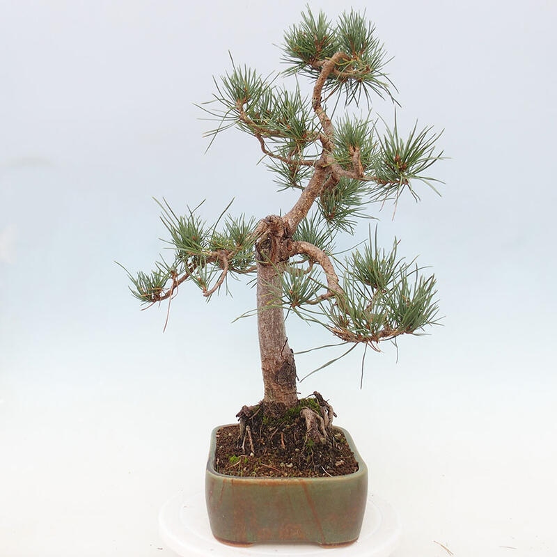 Venkovní bonsai - Pinus Sylvestris Watererri - Borovice lesní