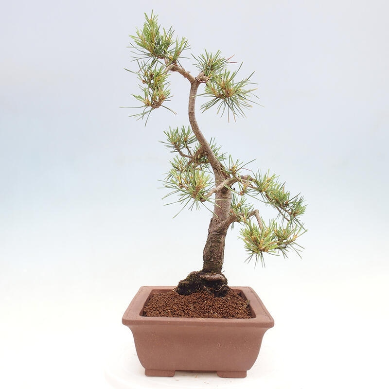 Venkovní bonsai - Pinus Sylvestris Watererri - Borovice lesní