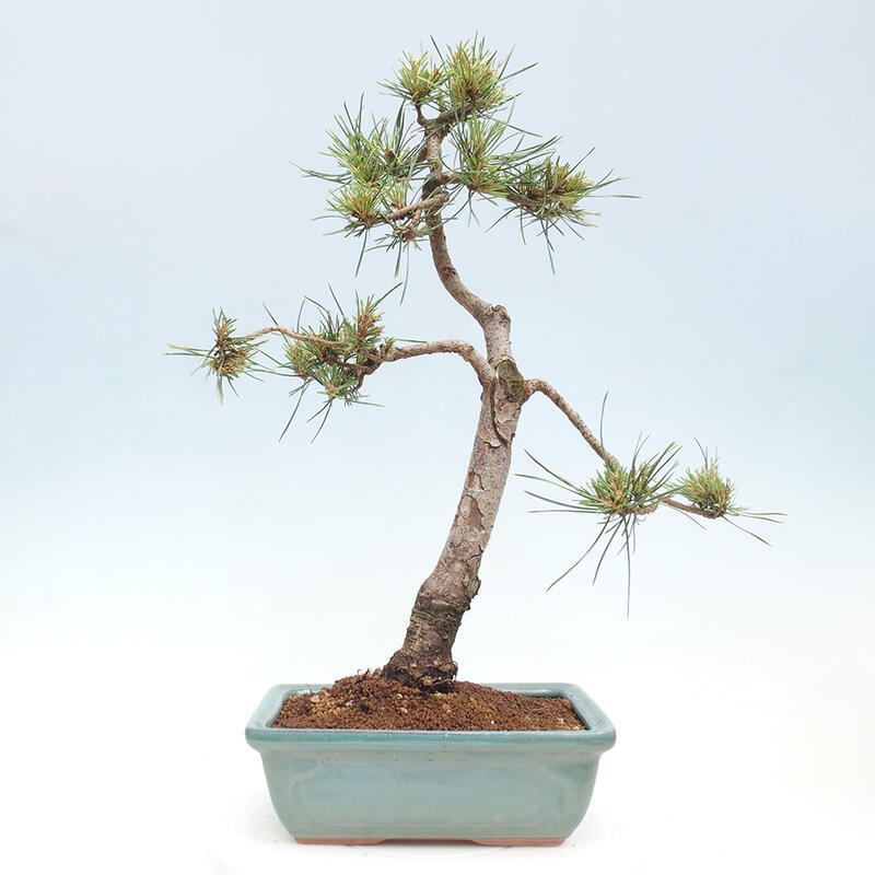 Venkovní bonsai - Pinus Sylvestris Watererri - Borovice lesní