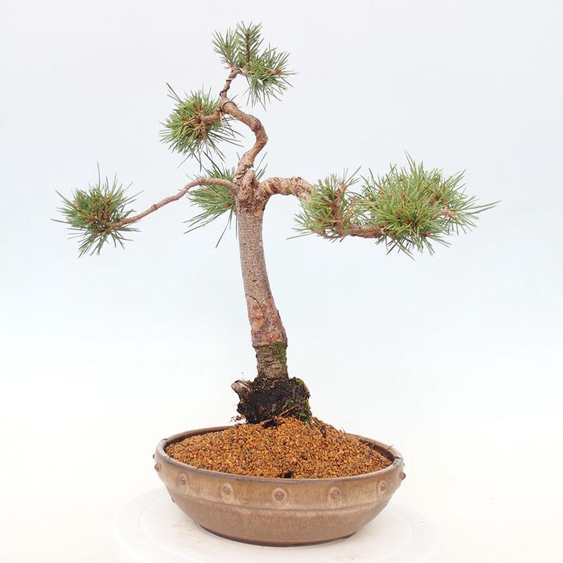 Venkovní bonsai - Pinus Sylvestris Watererri - Borovice lesní