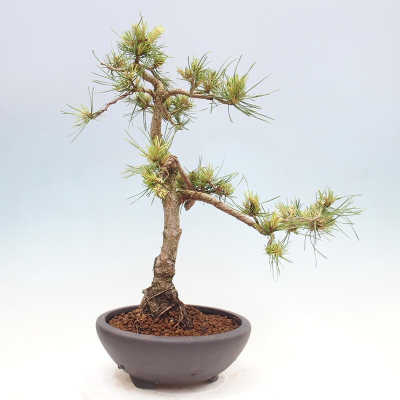 Venkovní bonsai - Pinus Sylvestris Watererri - Borovice lesní
