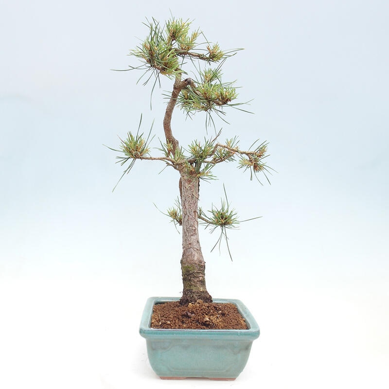 Venkovní bonsai - Pinus Sylvestris Watererri - Borovice lesní