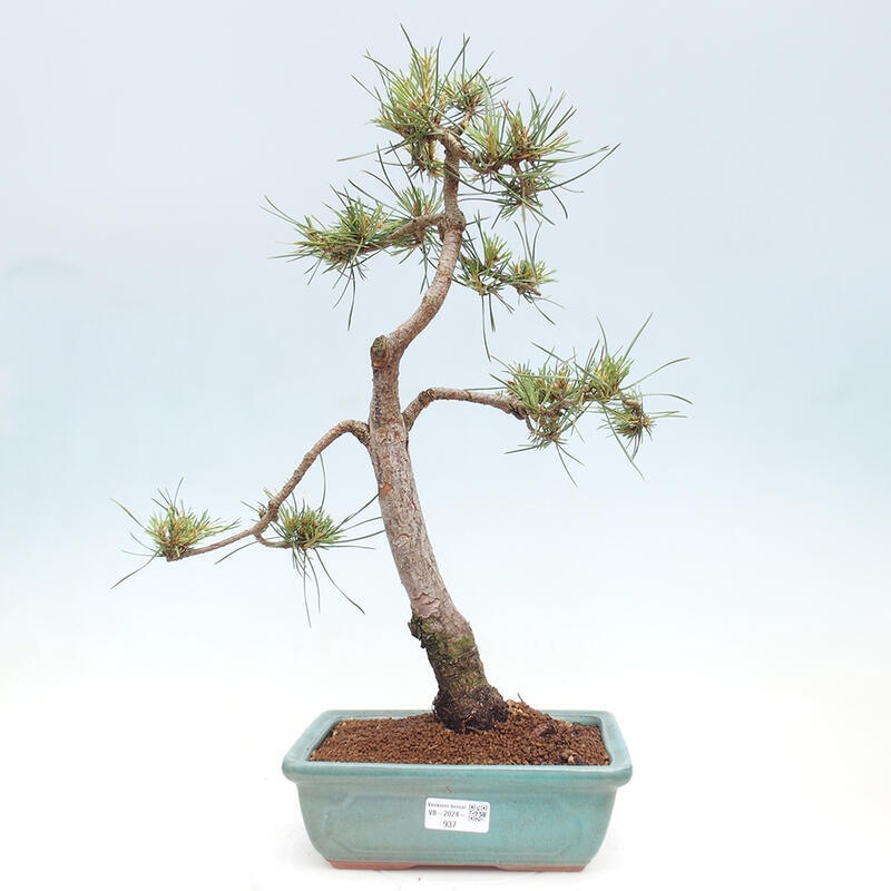 Venkovní bonsai - Pinus Sylvestris Watererri - Borovice lesní