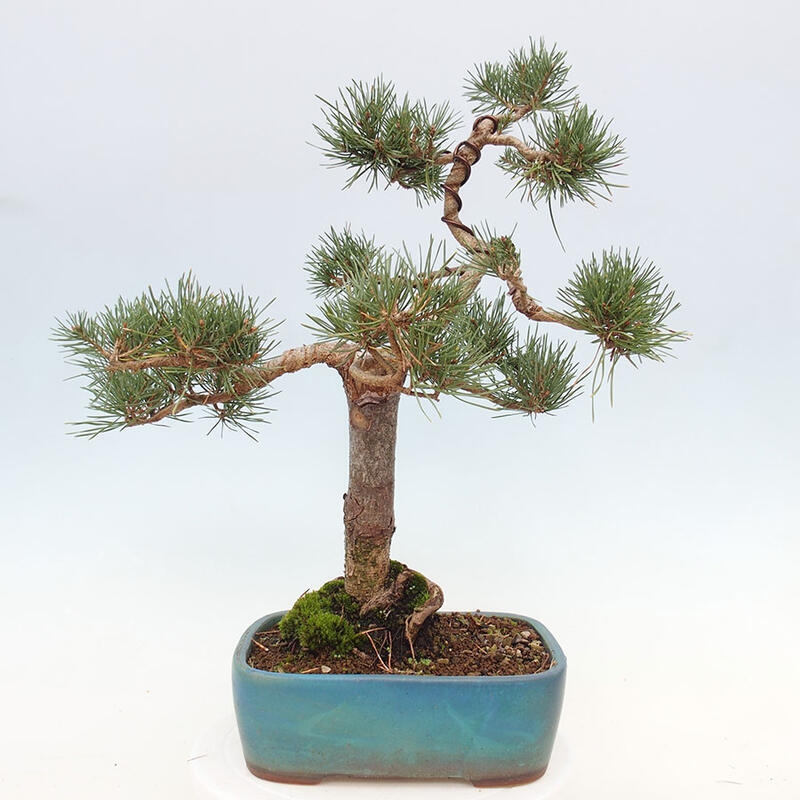 Venkovní bonsai - Pinus Sylvestris Watererri - Borovice lesní