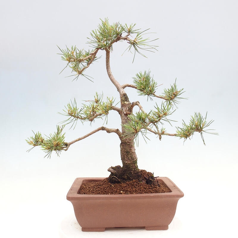 Venkovní bonsai - Pinus Sylvestris Watererri - Borovice lesní
