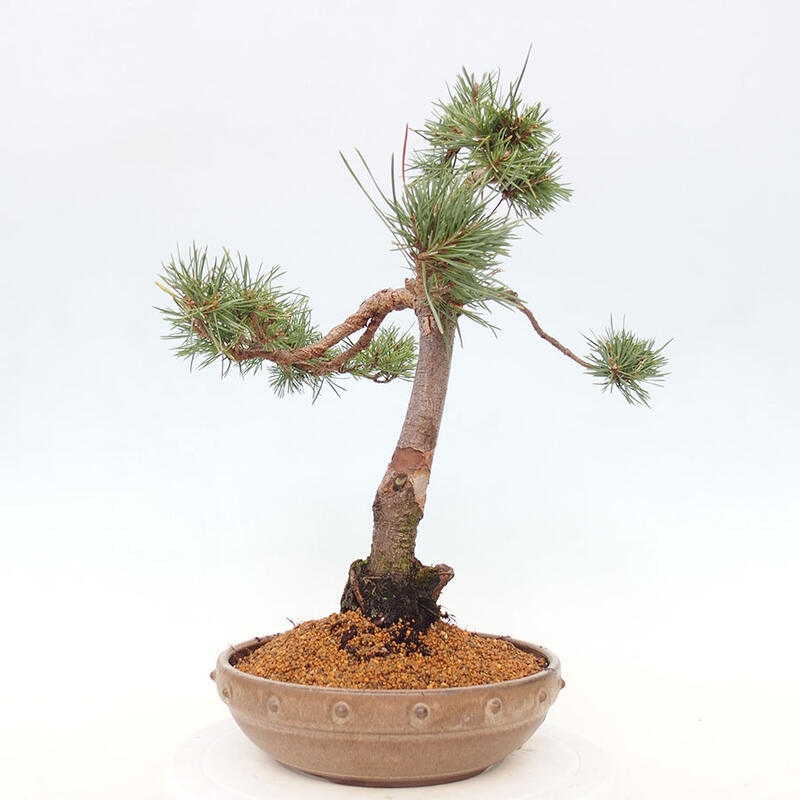 Venkovní bonsai - Pinus Sylvestris Watererri - Borovice lesní