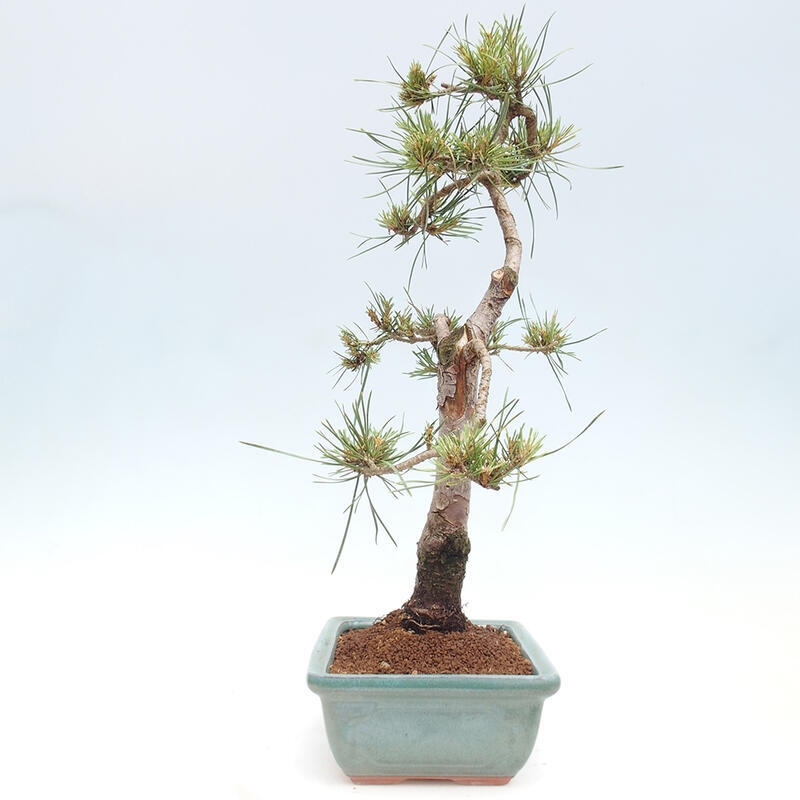Venkovní bonsai - Pinus Sylvestris Watererri - Borovice lesní
