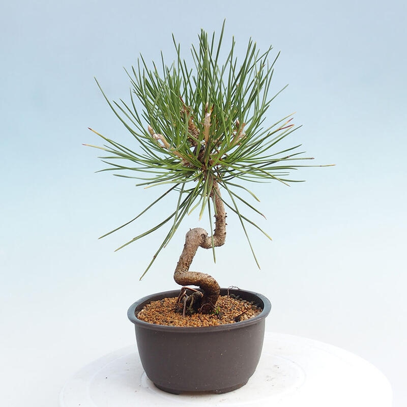 Venkovní bonsai - Pinus thunbergii - Borovice thunbergova