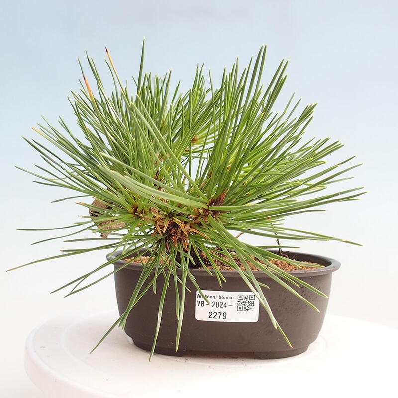 Venkovní bonsai - Pinus thunbergii - Borovice thunbergova