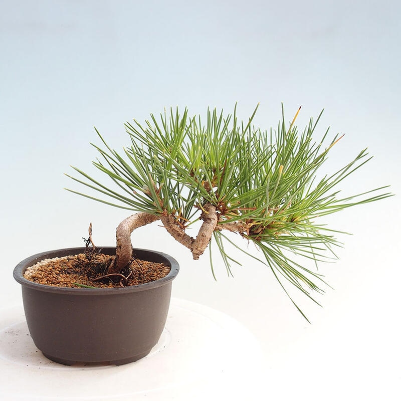 Venkovní bonsai - Pinus thunbergii - Borovice thunbergova