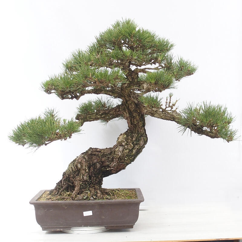 Venkovní bonsai - Pinus thunbergii - Borovice thunbergova
