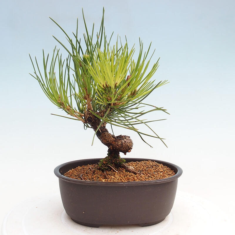 Venkovní bonsai - Pinus thunbergii - Borovice thunbergova