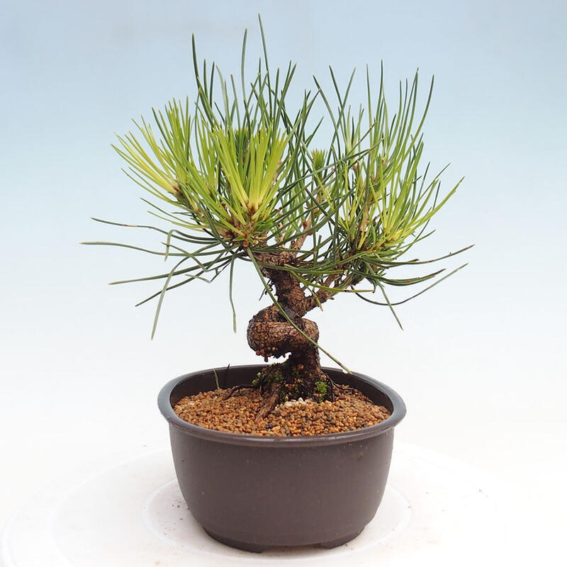 Venkovní bonsai - Pinus thunbergii - Borovice thunbergova