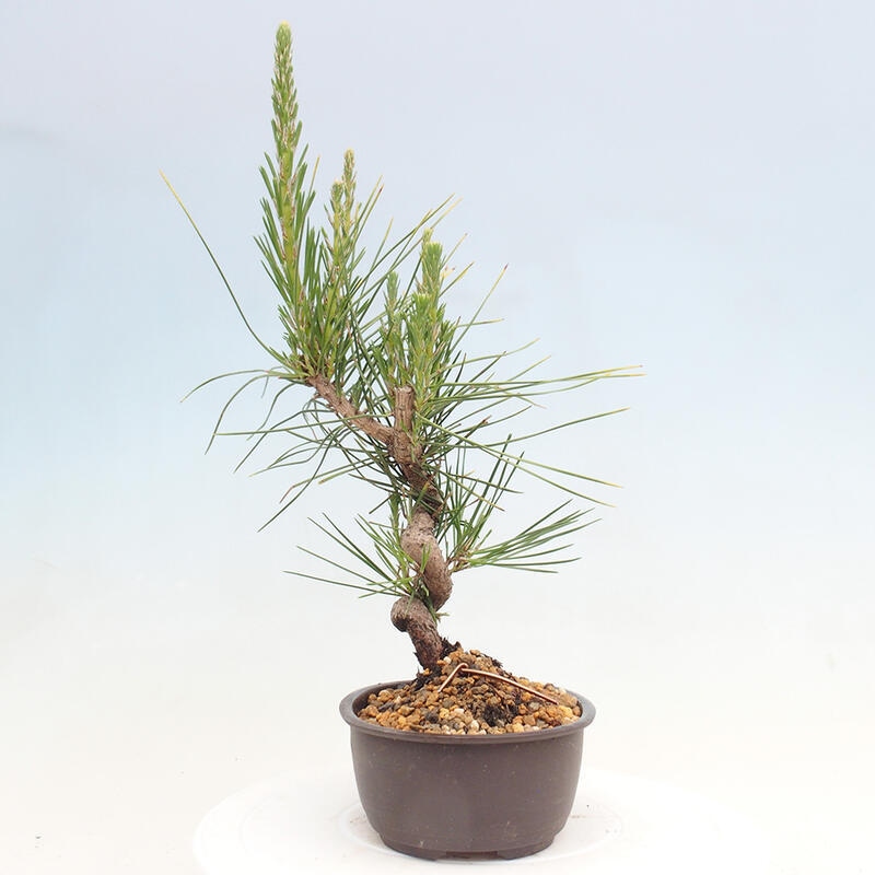 Venkovní bonsai - Pinus thunbergii - Borovice thunbergova