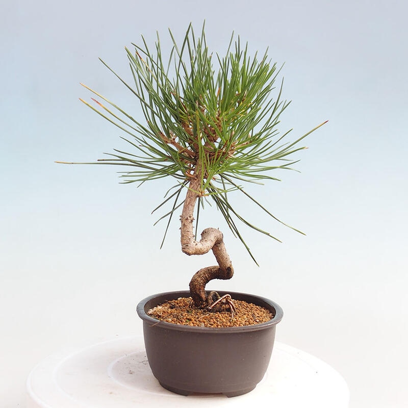 Venkovní bonsai - Pinus thunbergii - Borovice thunbergova