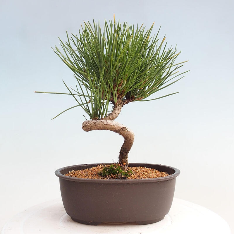 Venkovní bonsai - Pinus thunbergii - Borovice thunbergova
